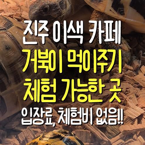 [진주 터틀디베이커리] 아이랑 가볼만한 곳 | 거북이 먹이주기... 