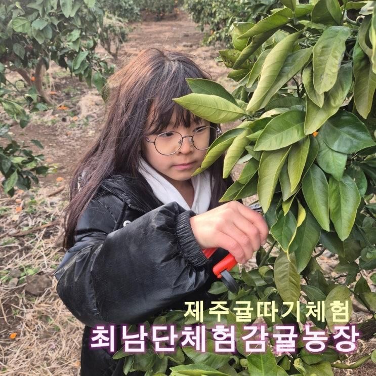 아이랑 가볼만한 귤따기 체험하기 좋은 곳 최남단체험감귤농장
