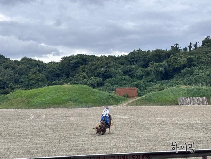 [내돈] 제주도 가볼만한 곳, 더마파크 공연과 승마체험 자리추천