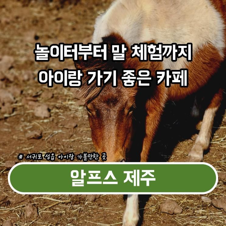 아이랑 가기 좋은 목장 체험 카페 알프스 제주