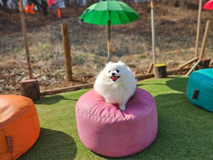 인천 애견동반 대형 야외카페 계양 모모아트