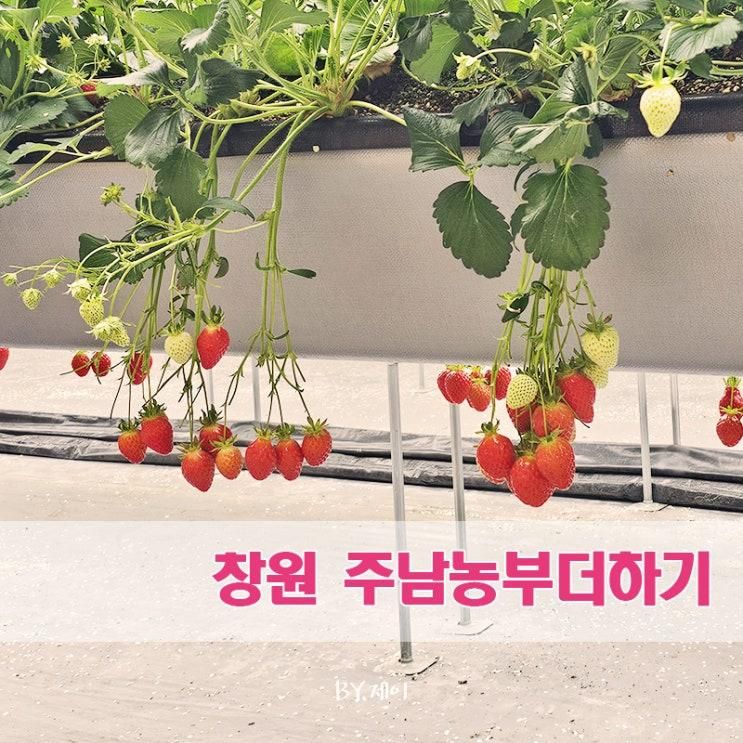 창원 딸기따기체험 주남농부더하기 (내돈내산)