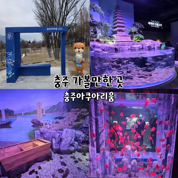 충주 여행 가볼만한곳 충주아쿠아리움 대기시간 무료입장