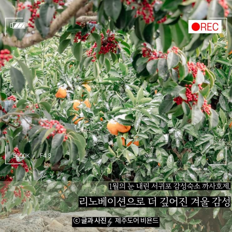 1월의 눈 내린 서귀포 감성숙소 까사호제, 리노베이션으로 더... 