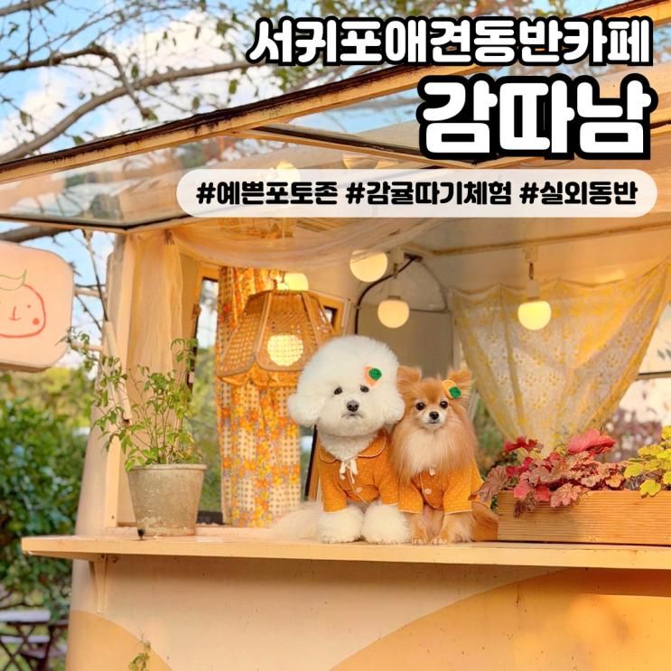 [감따남] 예쁜 포토존이 있는 서귀포애견동반카페 감귤따기... 
