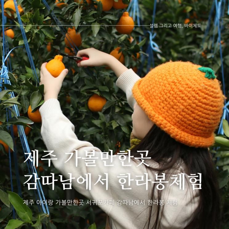 제주 아이랑 가볼만한곳 서귀포 카페 감따남 감귤체험... 