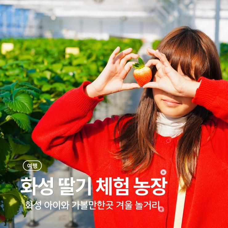 화성 딸기 농장 체험 아이와 가볼만한곳 화성에서온딸기 겨울... 