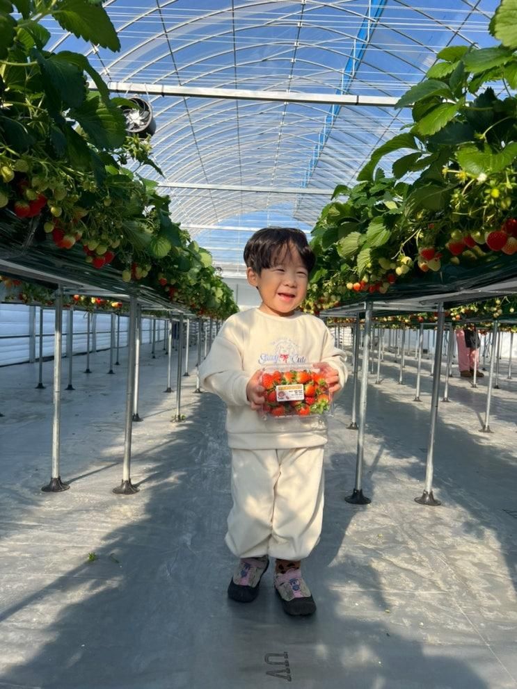 서울근교 딸기농장 체험 화성에서 온 딸기 40개월 아기 체험 후기