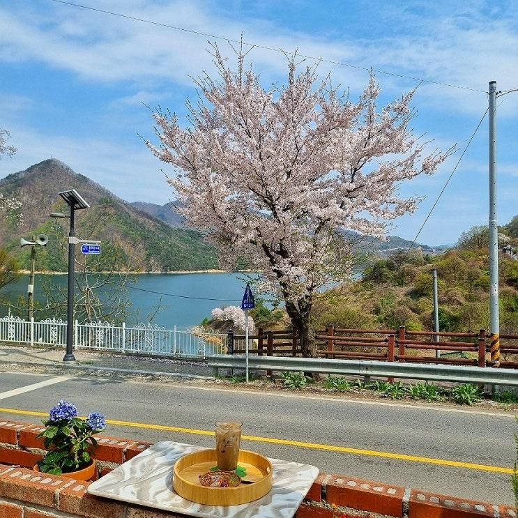 충주벚꽃카페 모도리 매년 힐링하러 올테야