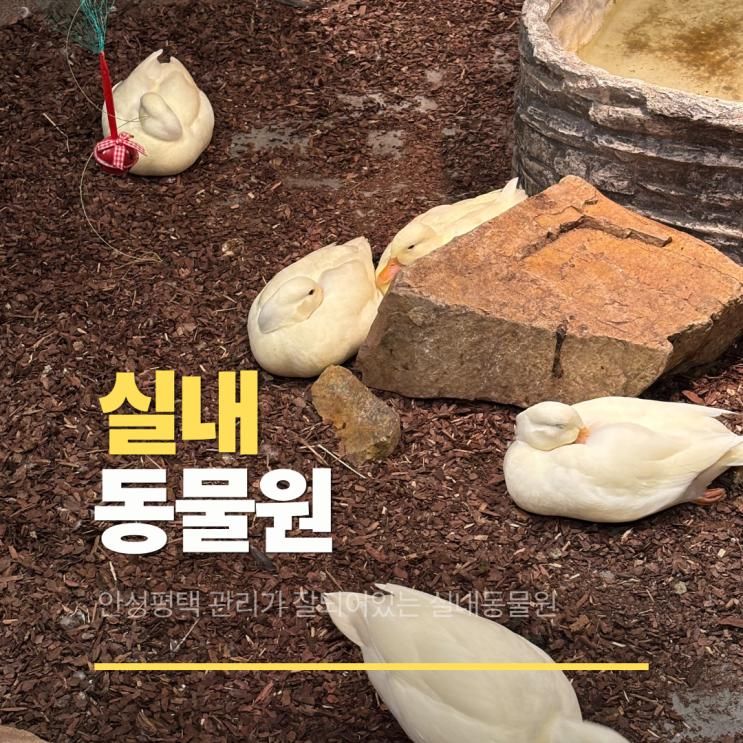 안성 평택 실내동물원 쥬쥬핑월드 아이랑 가볼만한곳 먹이체험