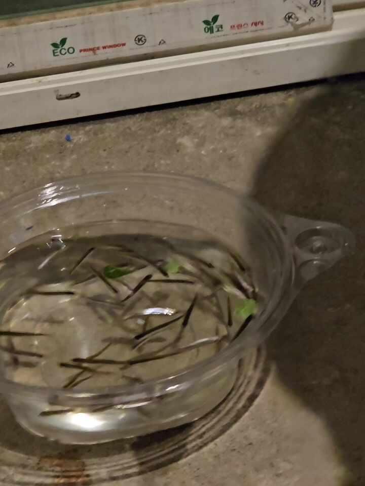 겨울 야간 빙어낚시 하러 황청낚시터에 방갈로 대여로 1박... 