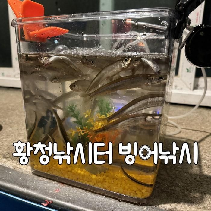 황청낚시터 2026 빙어낚시 개장 방갈로 1박 후기