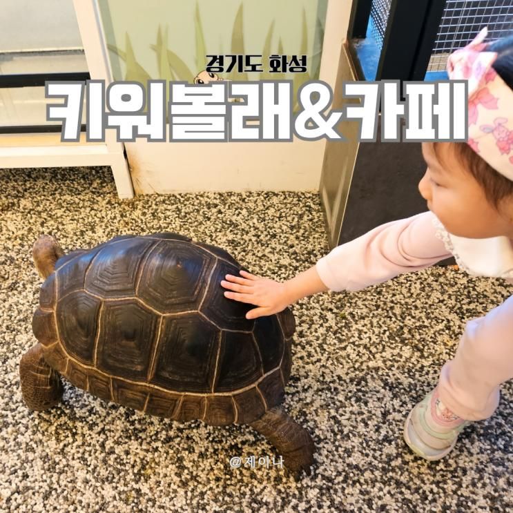 화성 동탄 키워볼래 실내 아이랑 가볼 만한 동물 체험 카페 꿀팁