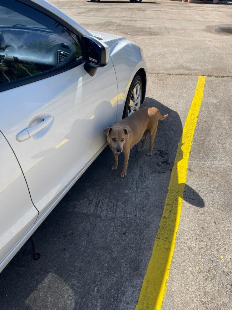 괌 관광지 : 탈라포포 폭포 + 요코이 동굴
