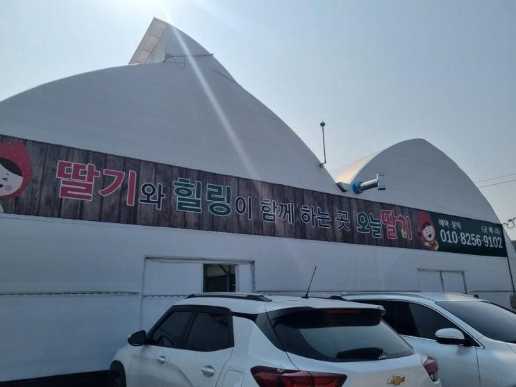 여주 오늘딸기 체험 농장  아이와 함께가면 좋은곳