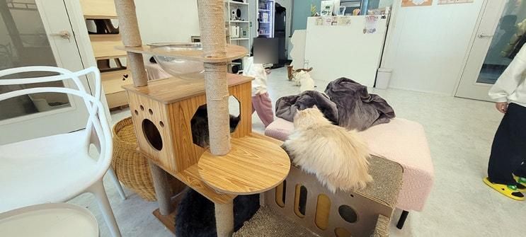 양주 고양이카페 묘해 옥정중심상가안/ 유치원 방학 길고도... 