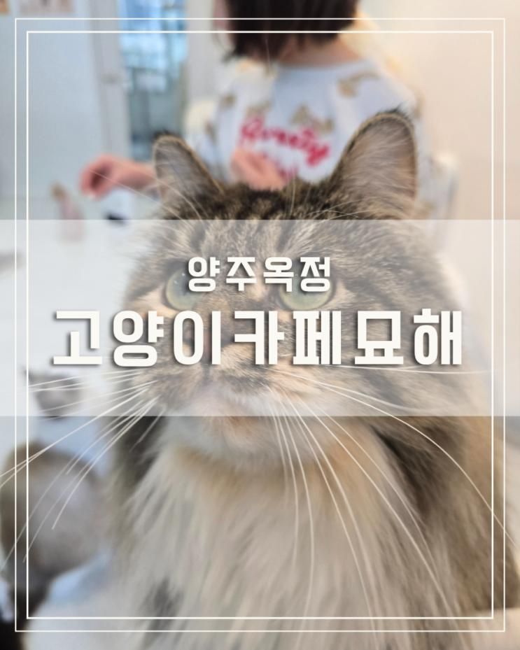 [양주 옥정] 아이와 다녀온 사랑스러운 고양이가 가득 아늑한... 