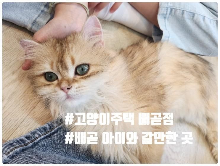 배곧 아이와 가볼만한 곳 고양이주택 배곧점