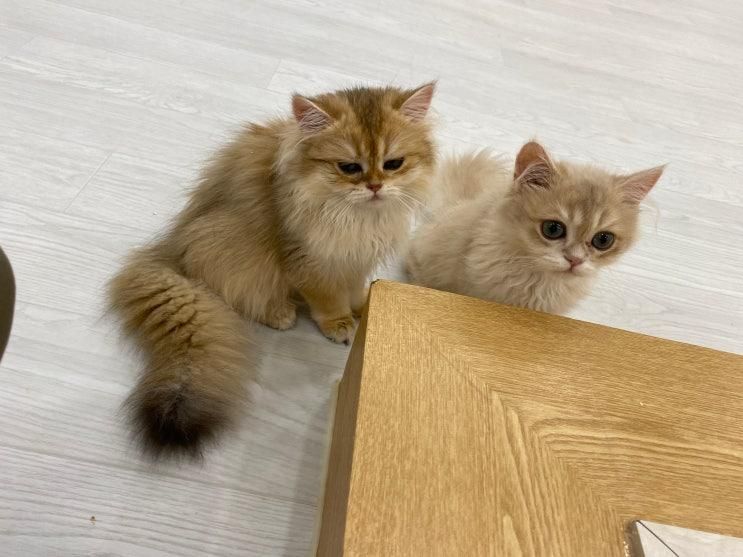 천안 불당동 고양이 카페 캣플헤븐 천안불당점 추천 (feat.... 