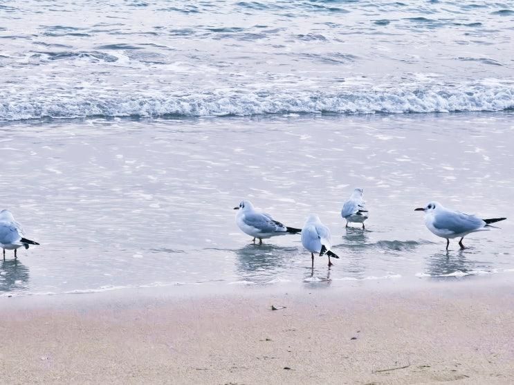 부산 송정 가볼만한곳 송정해수욕장 겨울 바다 산책 파도 소리... 