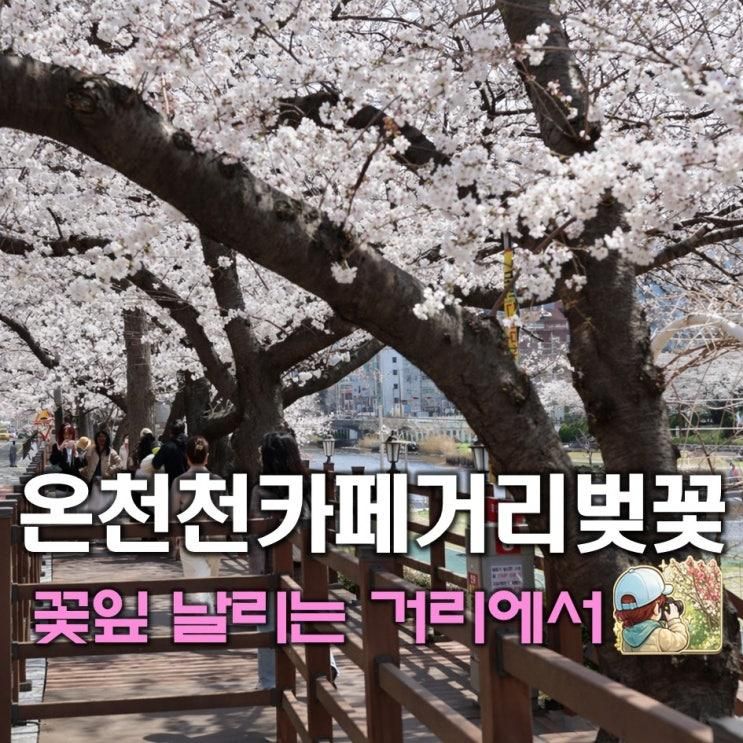 부산 4월 벚꽃구경 온천천 카페거리 개화시기 데이트 코스 추천