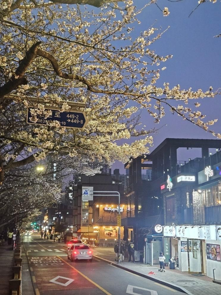 부산 벚꽃 명소 온천천 카페거리 26년 3월 28일 개화 상황