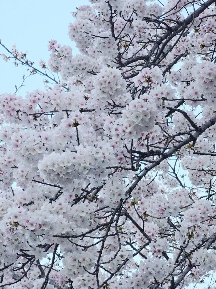 부산 벚꽃 명소 온천천 벚꽃 개화 현황 온천천카페거리 벚꽃... 