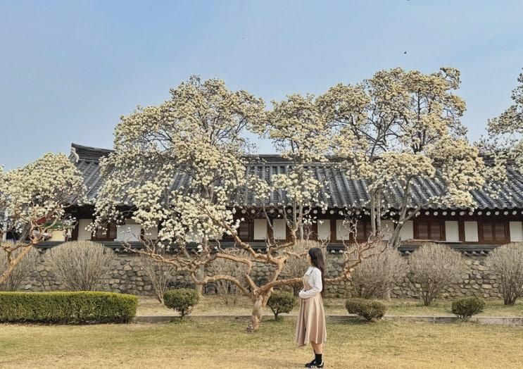 경주 목련 스팟 한옥감성 명소 오릉 실시간