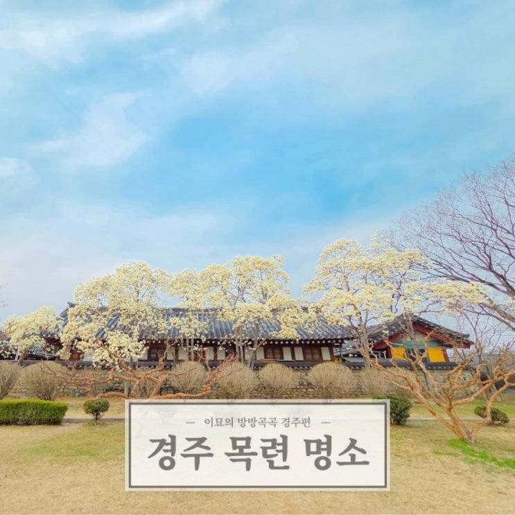 경주 대릉원 목련 명소 오릉 실시간 개화상황 포토존