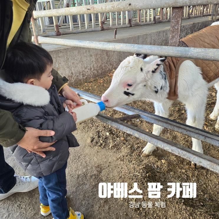 경남 의령 야베스팜 카페 목장 동물 먹이주기 진주 가족 체험