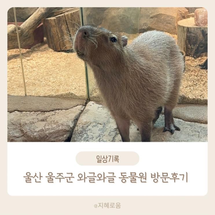 부산 근교 울산 울주군 아기랑 와글와글 동물원