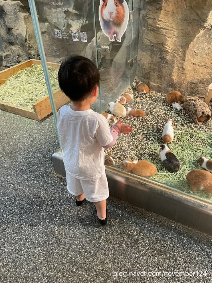 가평여행(청평호반닭갈비막국수 / 신비동물원 / 마리나카페)