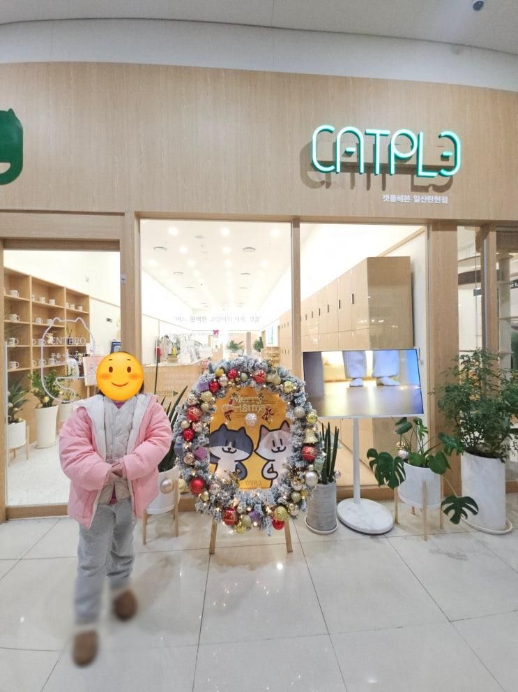 캣플헤븐 일산탄현점 일산 고양이카페 아이랑 가볼만한 곳