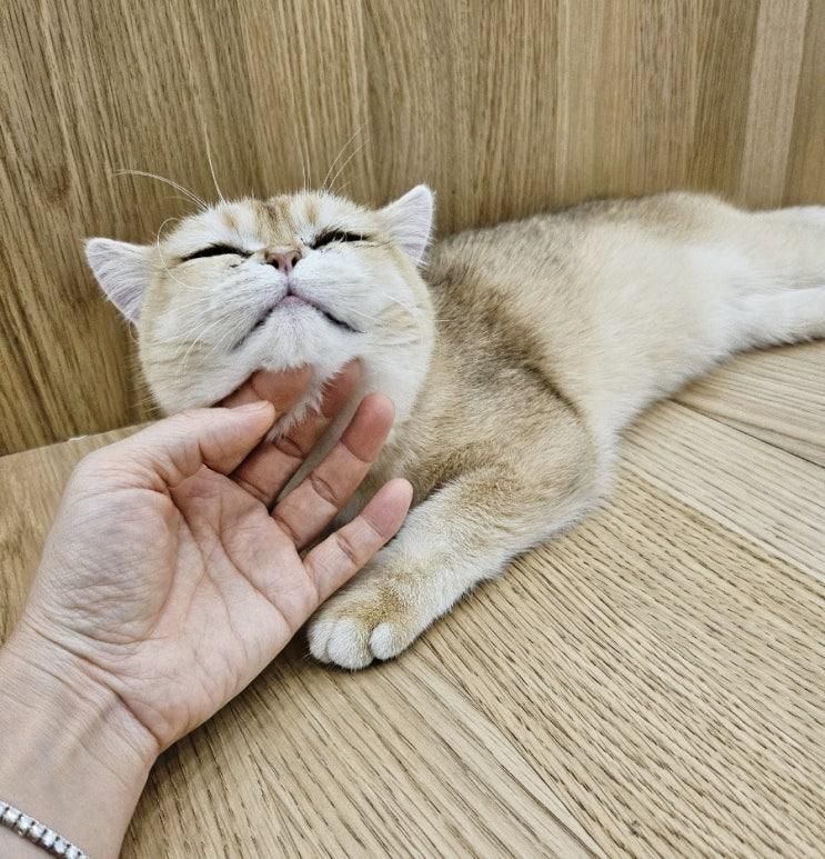 캣플헤븐 일산탄현점