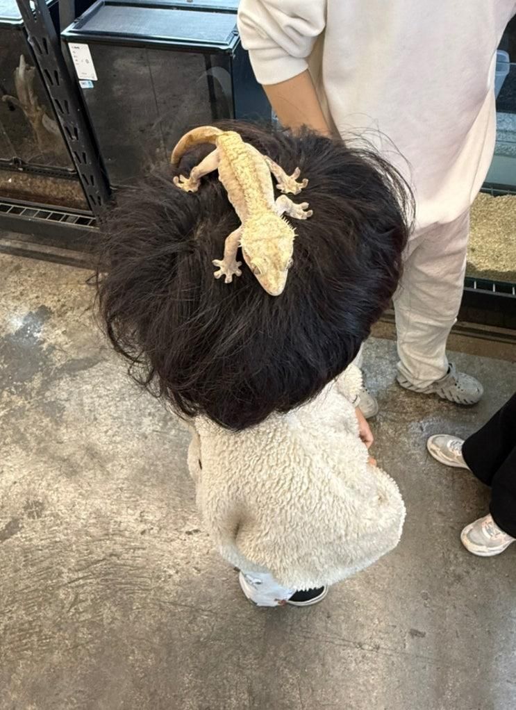 경기도 양주 옥정신도시 도마뱀 체험카페 웨일컴퍼니