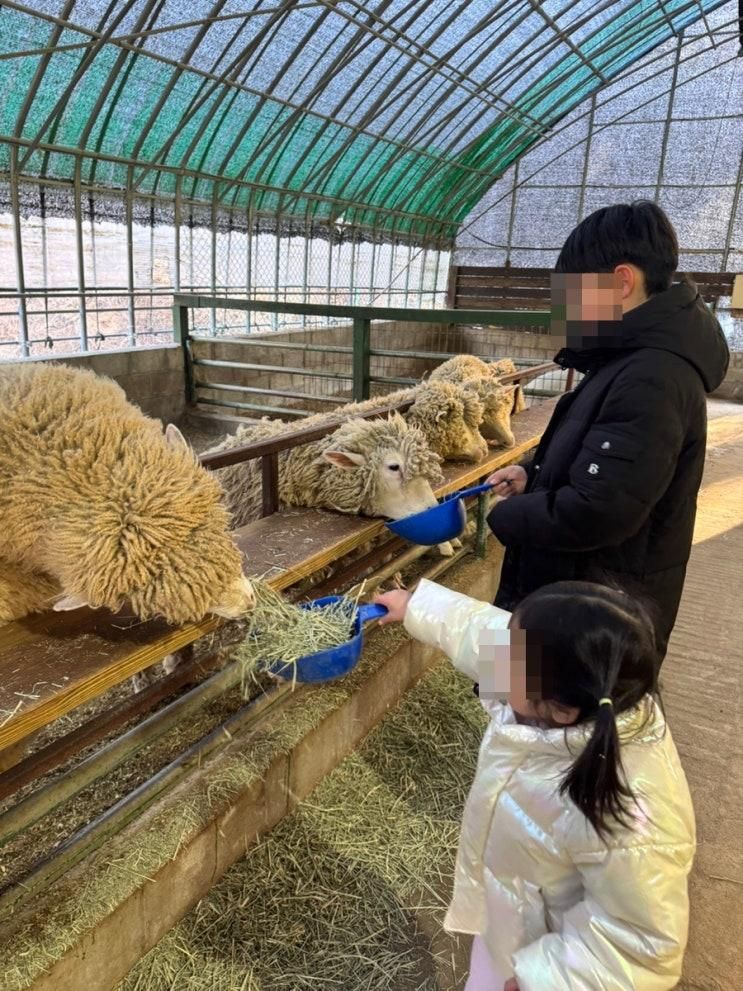 강릉 아이랑 가볼만한 곳 동물먹이주기 체험 대관령아기동물농장