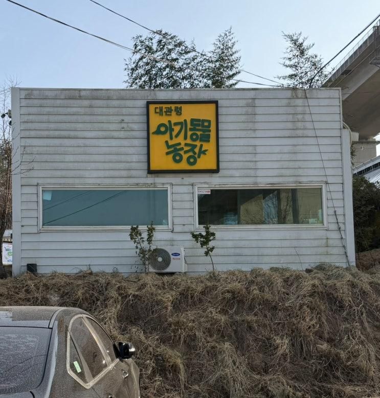 2026.01.19 대관령 아기동물농장