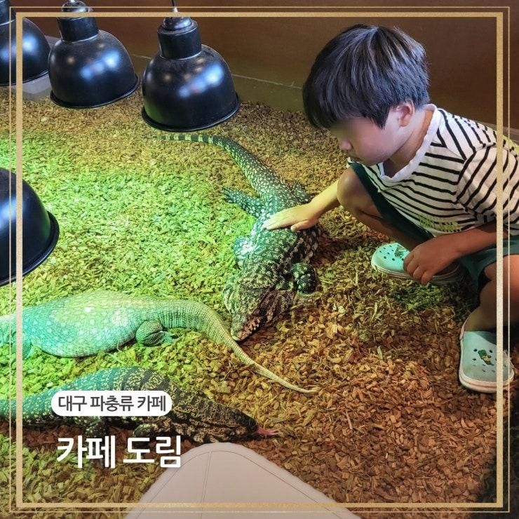 대구 파충류 카페 도림 실내 아이들과 가볼만한곳