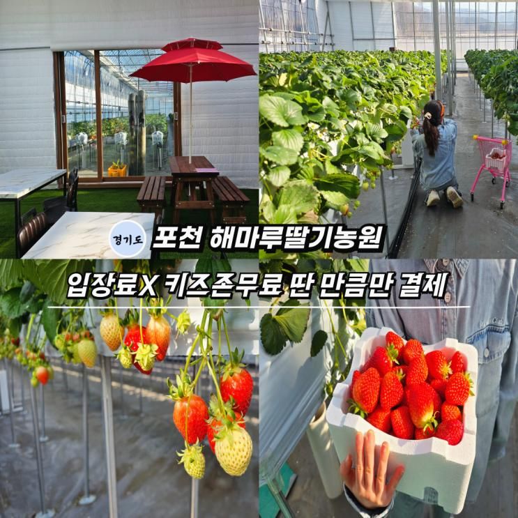 2월아이랑갈만한곳 서울근교 딸기체험 농장 포천해마루딸기농원