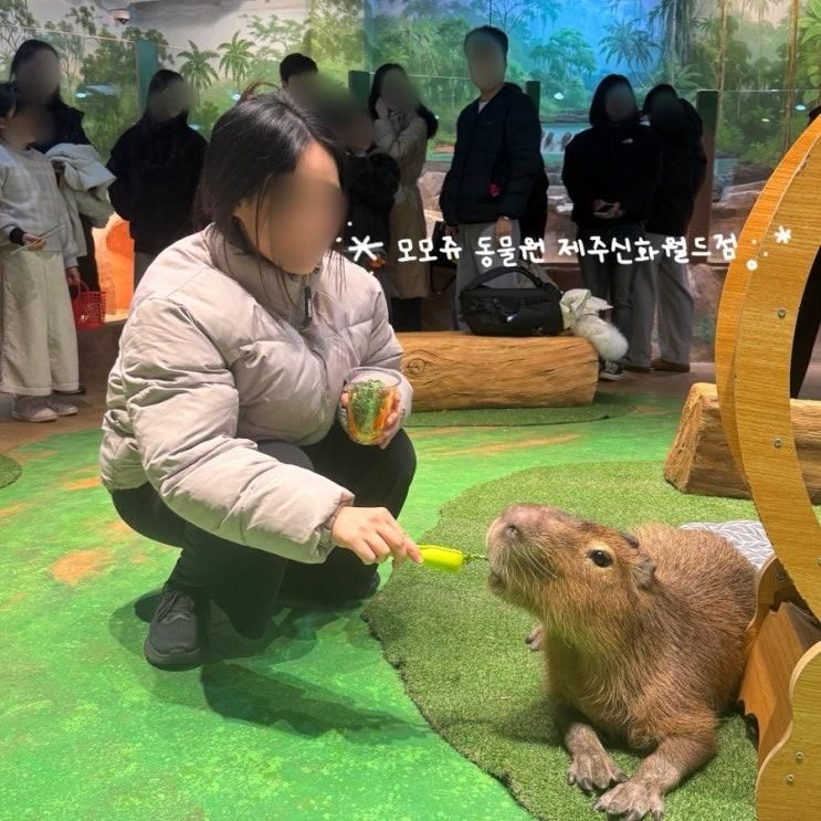 제주 실내가볼만한곳 모모쥬동물원 제주신화월드점 카피바라... 