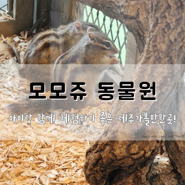 체험하기 좋은 제주가볼만한곳! 모모쥬 동물원 제주신화월드점