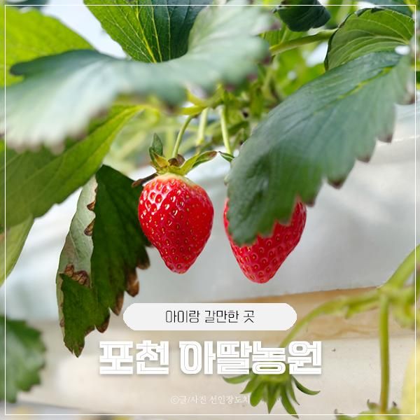 딸기따기 체험 올해도 다녀온 포천 아딸농원