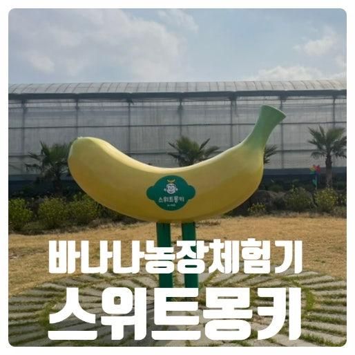 직접 바나나를 따본다고? 제주 스위트몽키 바나나 농장 체험 후기