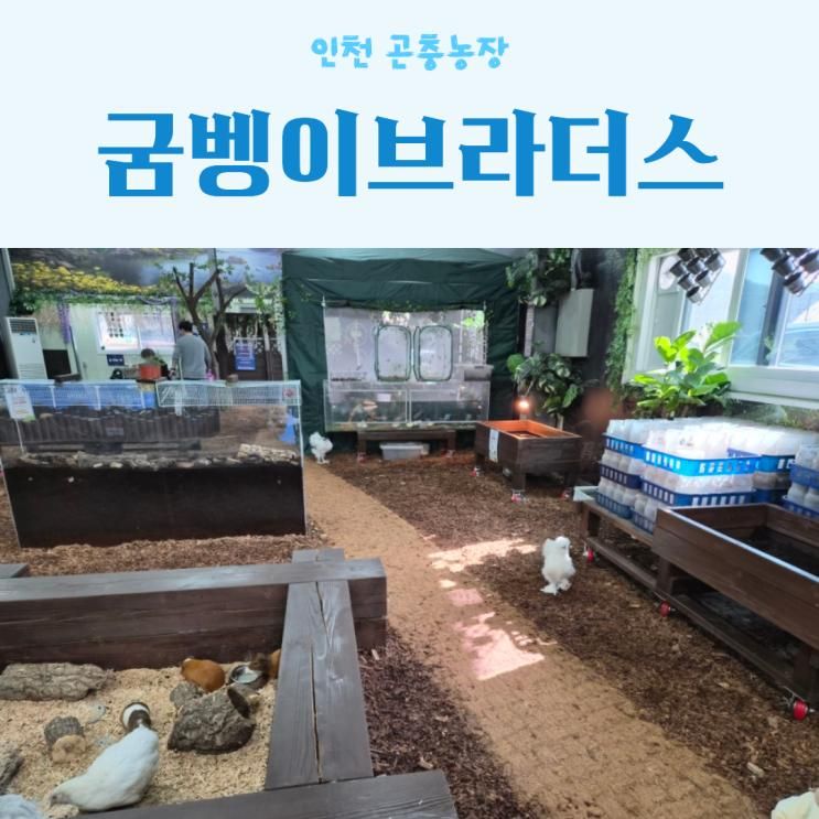 서울근교 가족나들이 인천 곤충농장 굼벵이브라더스... 