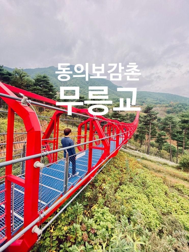 (산청여행) 동의보감촌의 구절초 여행 : 무릉교, 힐링의 정수