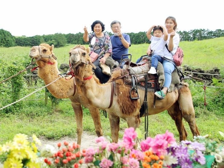 1일차 - 낙타트래킹, 휘닉스제주 섭지코지, 휘닉스제주 수영장