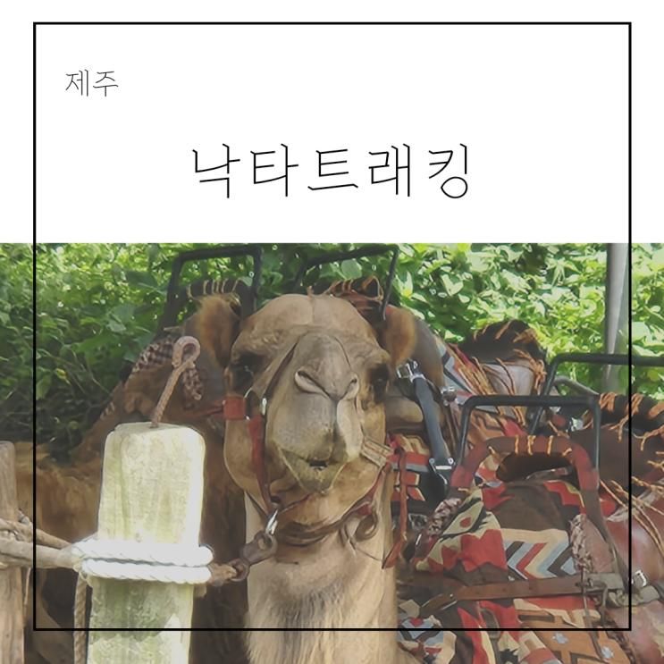 아이랑 제주 낙타트래킹 할인, 낙타 먹이주기 체험, 기념품