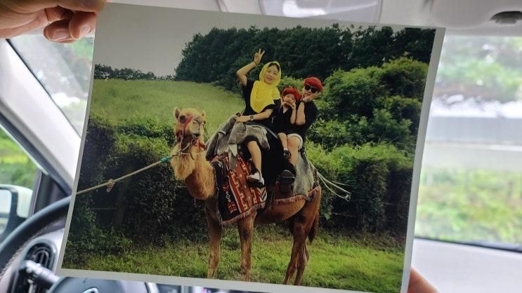 제주 이색체험 아이랑 제주 낙타트래킹 낙타 먹이주기...