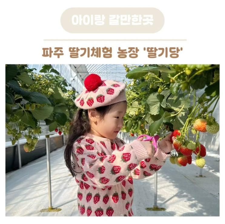 파주 딸기체험 농장 딸기당 아이랑 갈만한 곳