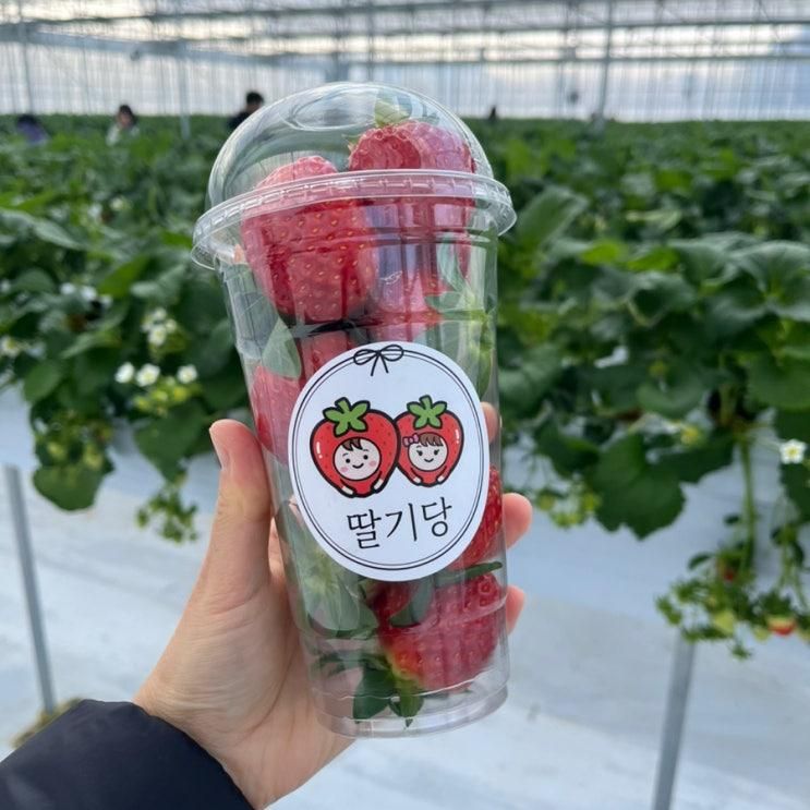 [파주 딸기농장]딸기당 딸기체험 농장 실내놀이터
